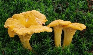 chanterelles contra parasitos no corpo humano