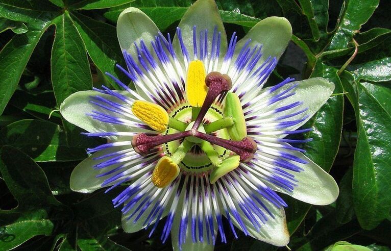 a flor da paixón axuda a loitar contra os parasitos