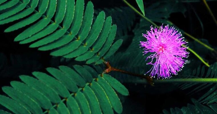 as sementes de mimosa Pudica axudan a eliminar os parasitos do corpo