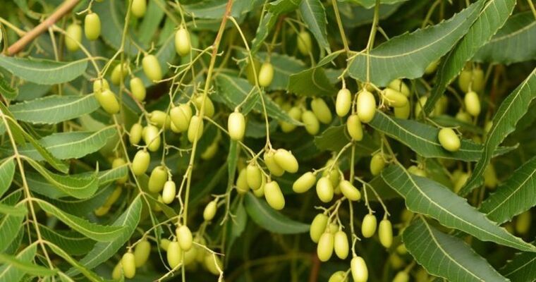 neem elimina os parasitos do corpo