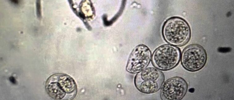 células parasitos protozoarios