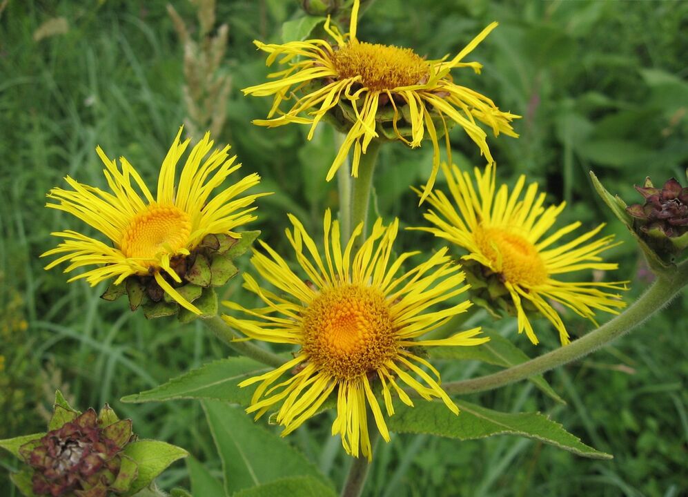 elecampane contra parasitos