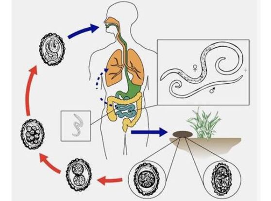 ciclo vital dos vermes