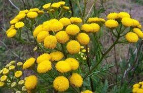 Enem de Tansy