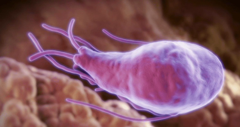Alveococcus e Echinococcus