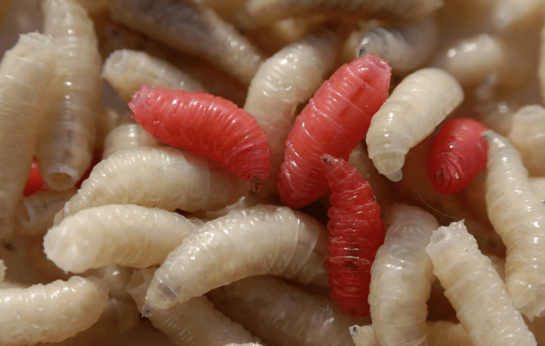 Tipos de parasitos