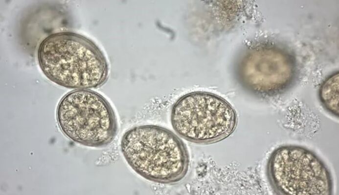 parasitos ao microscopio