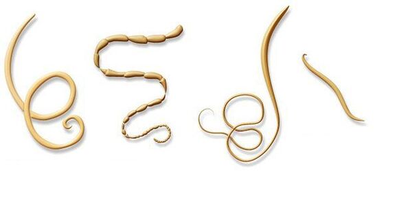 tipos de parasitos no corpo